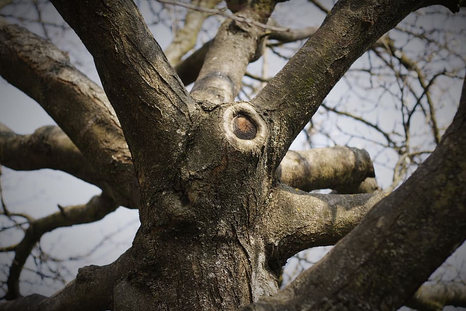 Tree, Nature, Branch, Season, Cut, park, botany, environment HD wallpaper