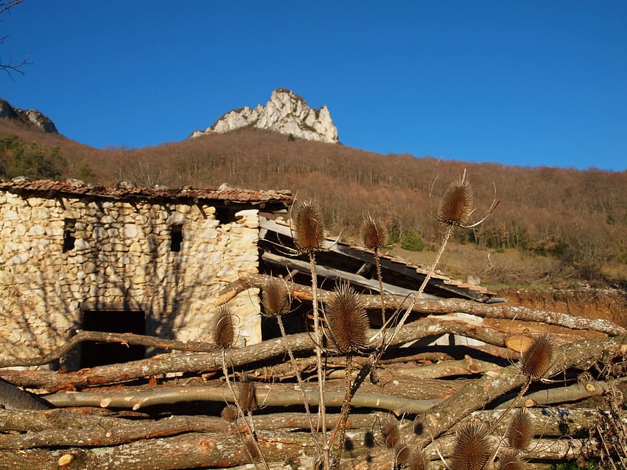 thistle, trunk, tree, nature, sheepfold, vercors, mountain HD wallpaper