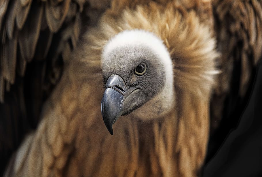 brown bird, vulture, africa, nature, wildlife, scavenger, park, HD wallpaper