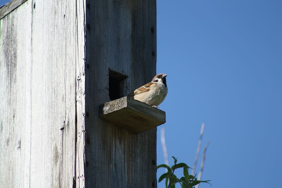 Spring, Nature, Birdhouse, Sparrow, against sky, one animal HD wallpaper