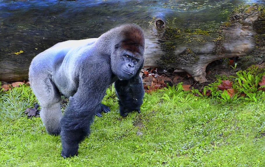 silver back gorilla on green grass, ape, mono, animal, macaco HD wallpaper