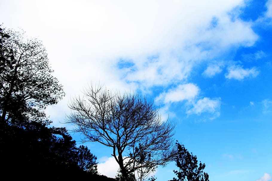 Clouds, Blue, Sky, Trees, Backlight, scenery, scenic, cloudy HD wallpaper