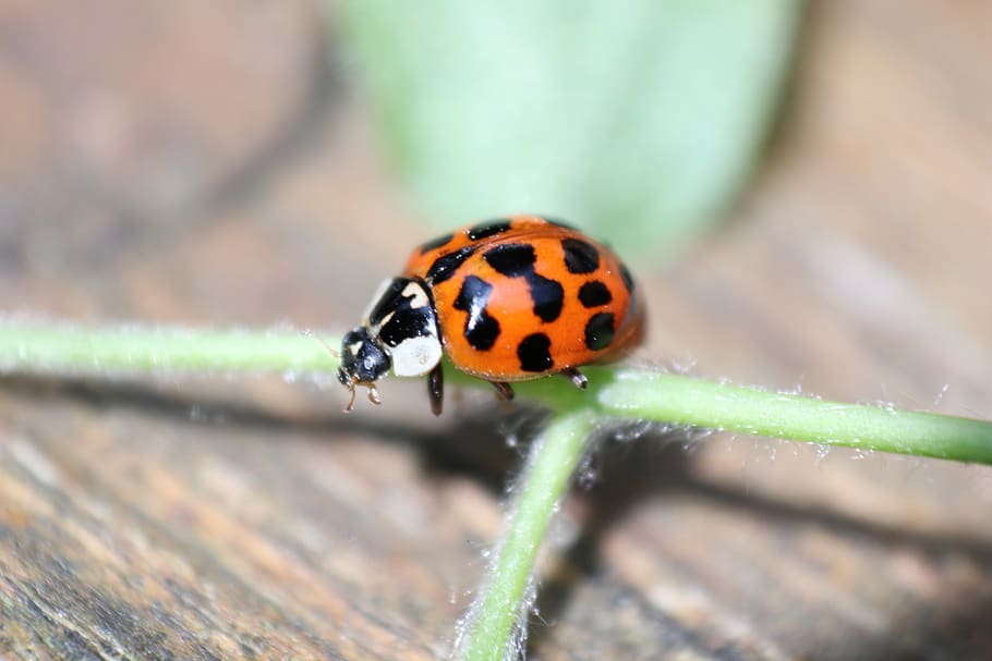 ladybird, insect, spots, animal wildlife, invertebrate, animals in the wild HD wallpaper