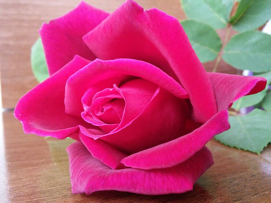 rose, network, flower, beauty, flowering plant, petal, beauty in nature HD wallpaper
