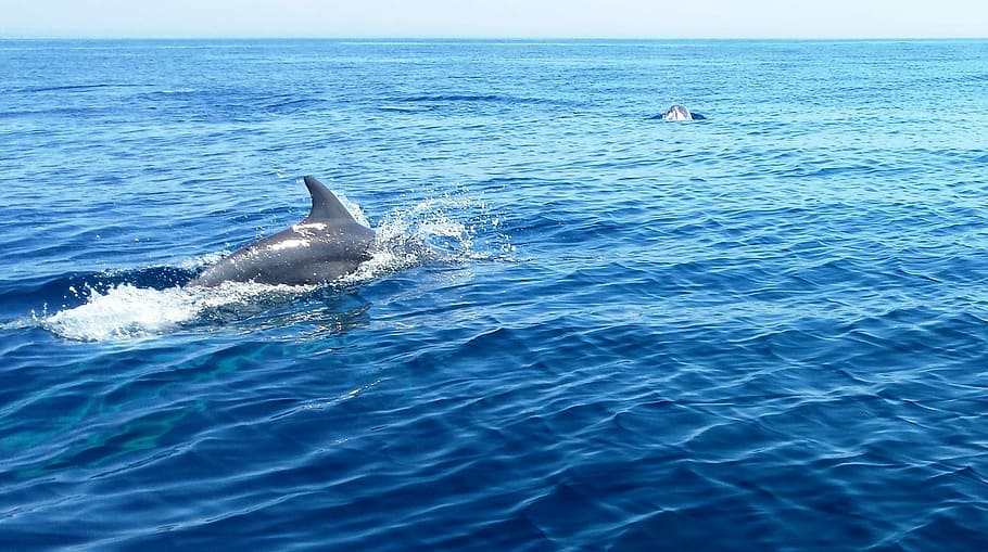 Dolphin, Wild, Nature, Fish, Wildlife, ocean, water, animal HD wallpaper