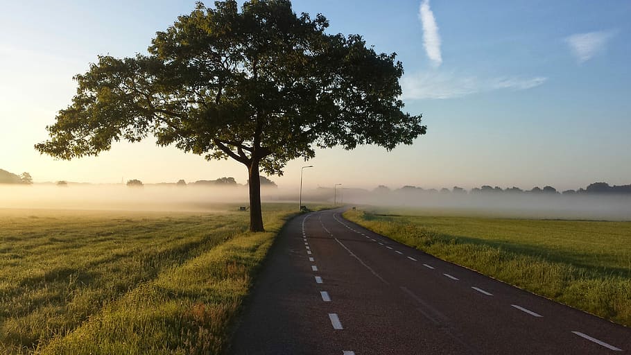 green tree near concrete road, green grass field beside a road HD wallpaper