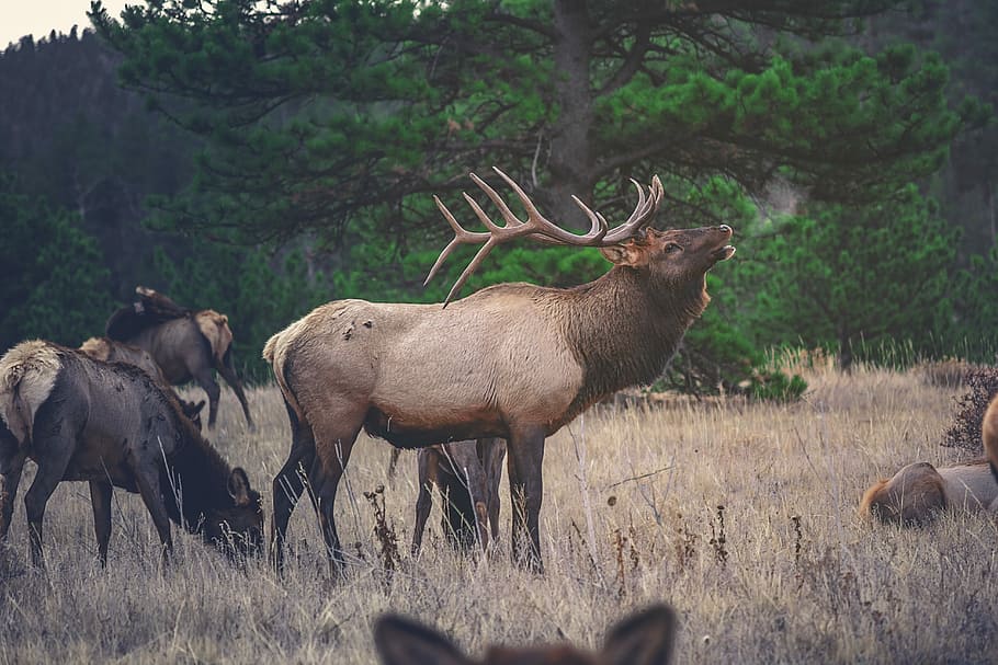brown moose near green tree at daytime, brown moose on brown grass surrounded with green trees at daytime HD wallpaper