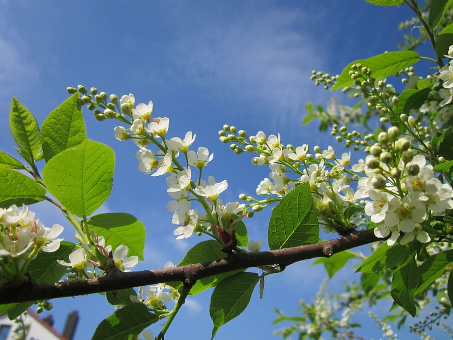 germany, tree, trees, sky, clouds, nature, outside, spring HD wallpaper
