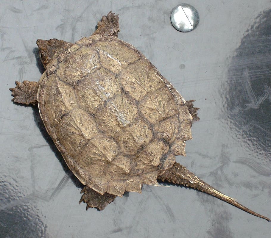 turtle, baby, snapping, shell, reptile, wildlife, nature, marine HD wallpaper