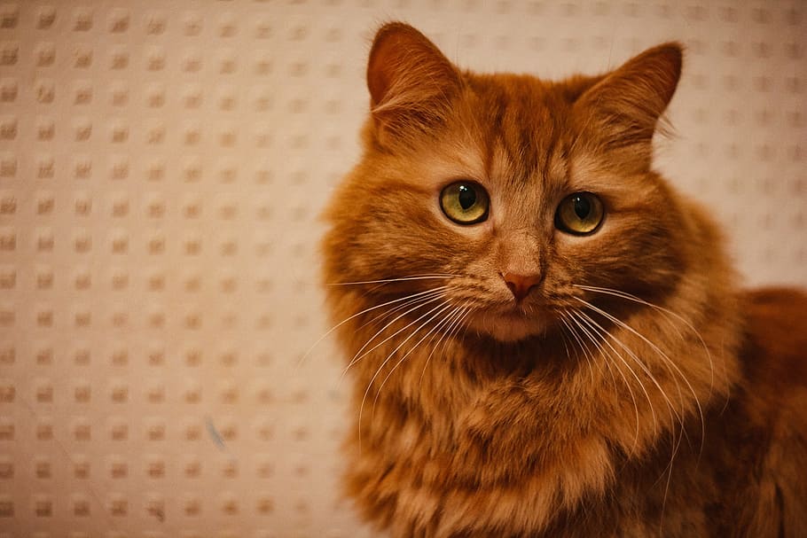 cat, cute, mammals, pet, portrait, animals, kitten, redhead HD wallpaper