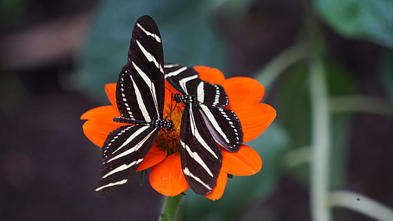 two white-and-black zebra longwing butterflies on orange petal flowers, selective focus photography of two black-and-white striped butterflies on orange cosmos flower HD wallpaper