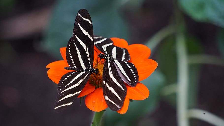 two white-and-black zebra longwing butterflies on orange petal flowers, selective focus photography of two black-and-white striped butterflies on orange cosmos flower