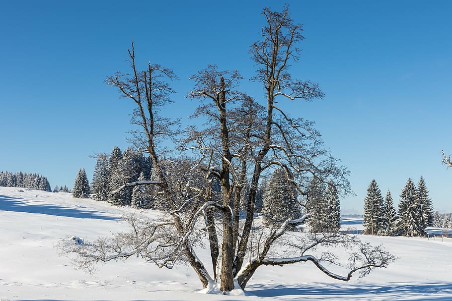 winter, snow, tree, wintry, cold, landscape, snowy, white, winter dream HD wallpaper