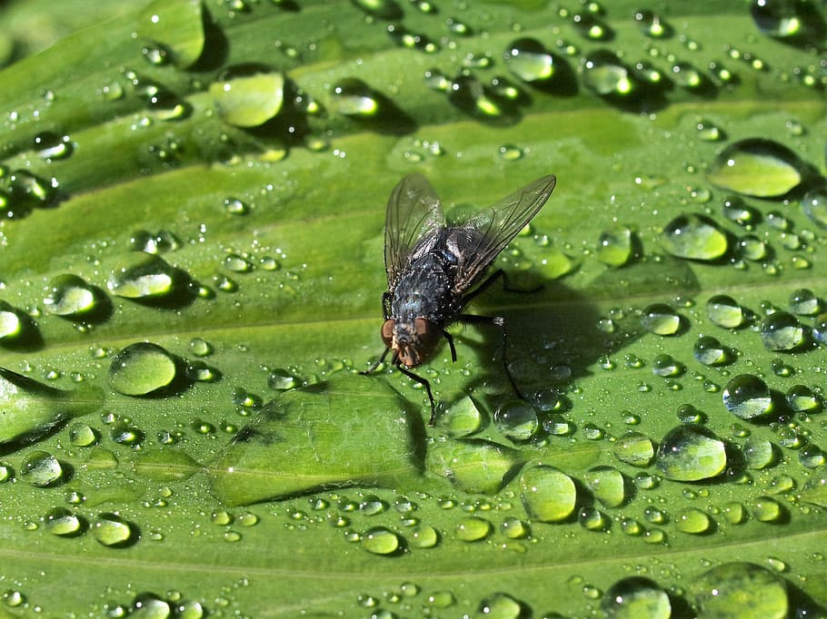 insect, nature, fly, drop, water, wet, green color, close-up HD wallpaper
