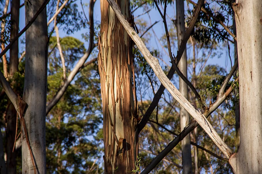 eucalyptus, gum tree, trees, forest, rain forest, trunks, bark HD wallpaper