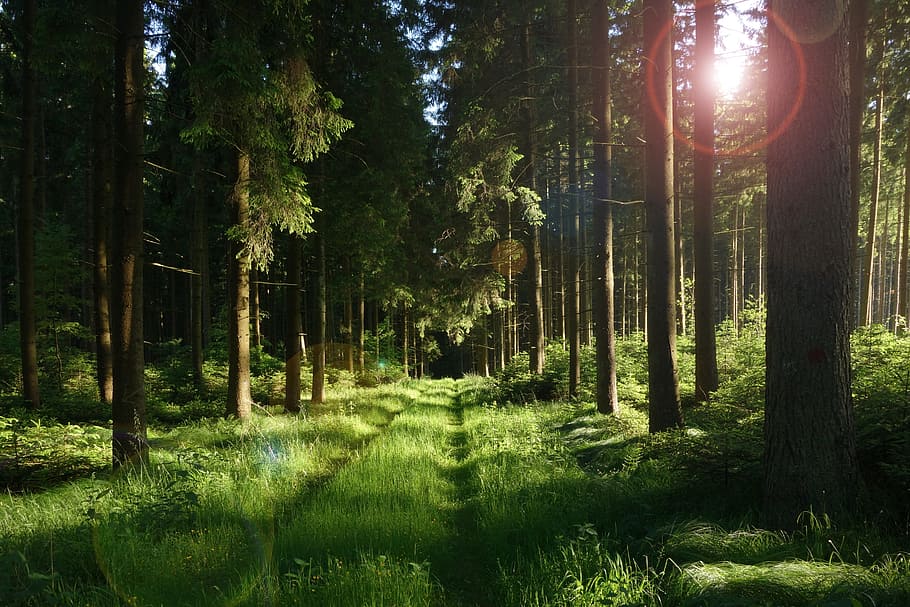 green grasses and tall trees, forest, forest path, sun, sunset HD wallpaper