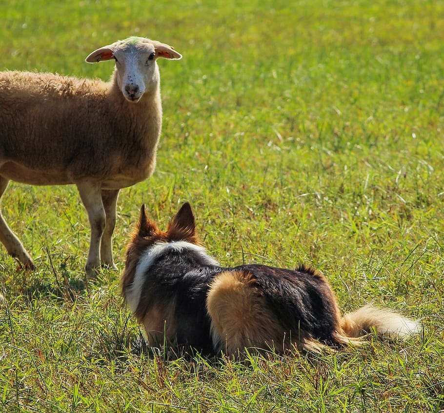 sheepdog, working, herding, collie, canine, lamb, grass, mammal HD wallpaper