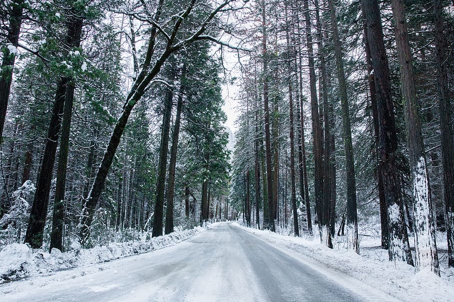 Snow, Forest, Way, winter, cold temperature, tree, nature, plant HD wallpaper