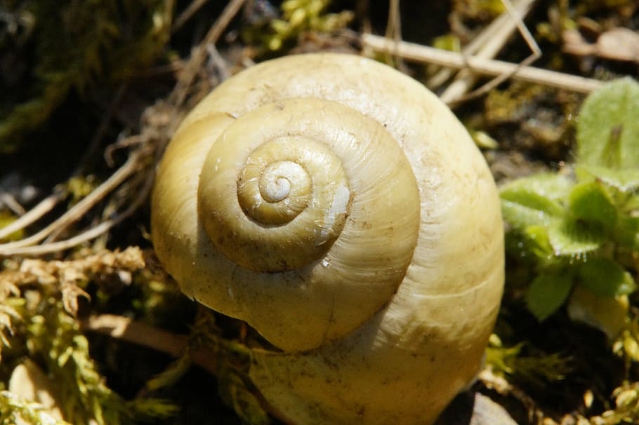 shell, close, snail, leave, empty, nature, snail shell, mollusk HD wallpaper