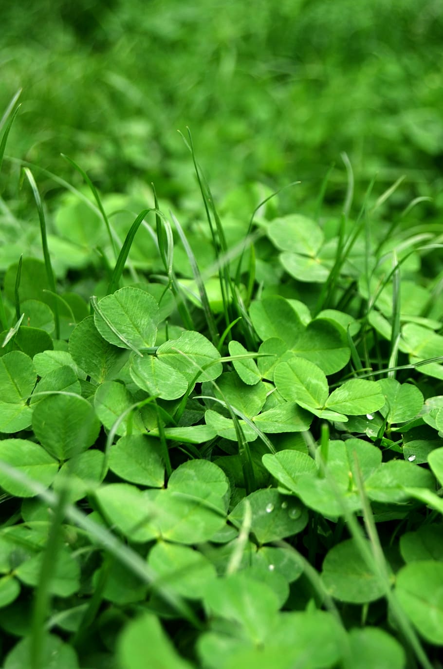 grass, spring, green, trefoil, nature, natural, green Color HD wallpaper
