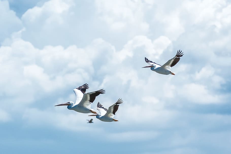 flying white birds under cloudy sky, three flying white birds under white clouds HD wallpaper