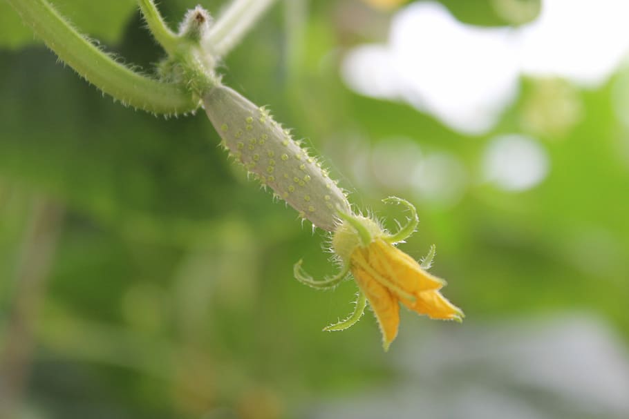 Cucumber, Vegetable, Green, green color, nature, close-up, insect HD wallpaper