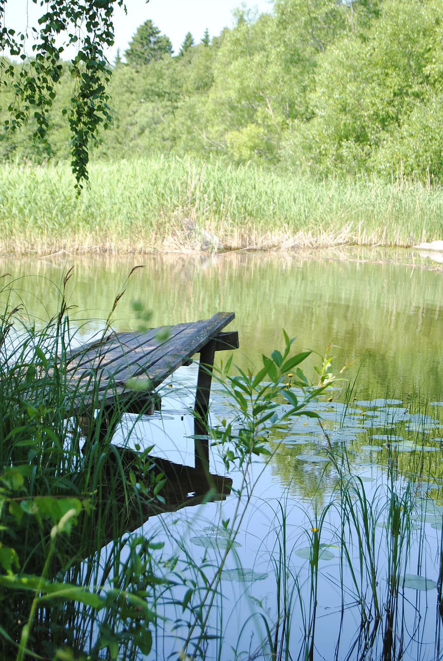 bridge, water, nature, tree, lake, reed, plant, reflection HD wallpaper