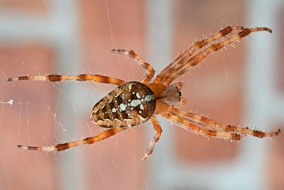 spin, legs, animal, macro, bug, nature, spider, spider Web HD wallpaper