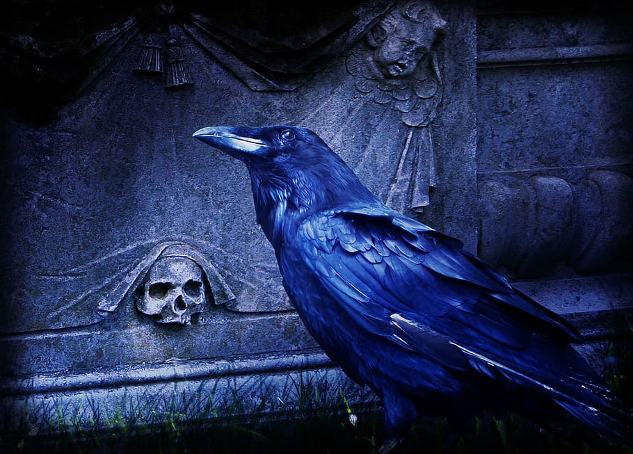 blue bird, composing, raven, dark, cemetery, night, animal HD wallpaper