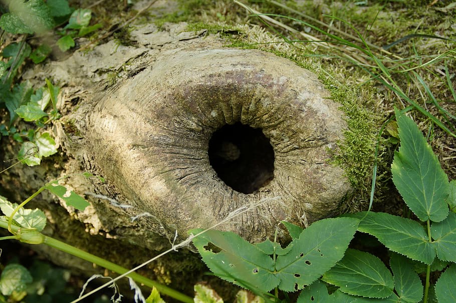 branch, knothole, cave, asthöhle, tree cave, tribe, nature