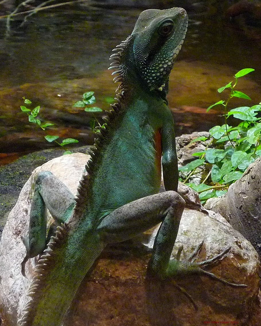 Lizard, Rock, Stone, Wildlife, sitting, animal, reptiles, green HD wallpaper