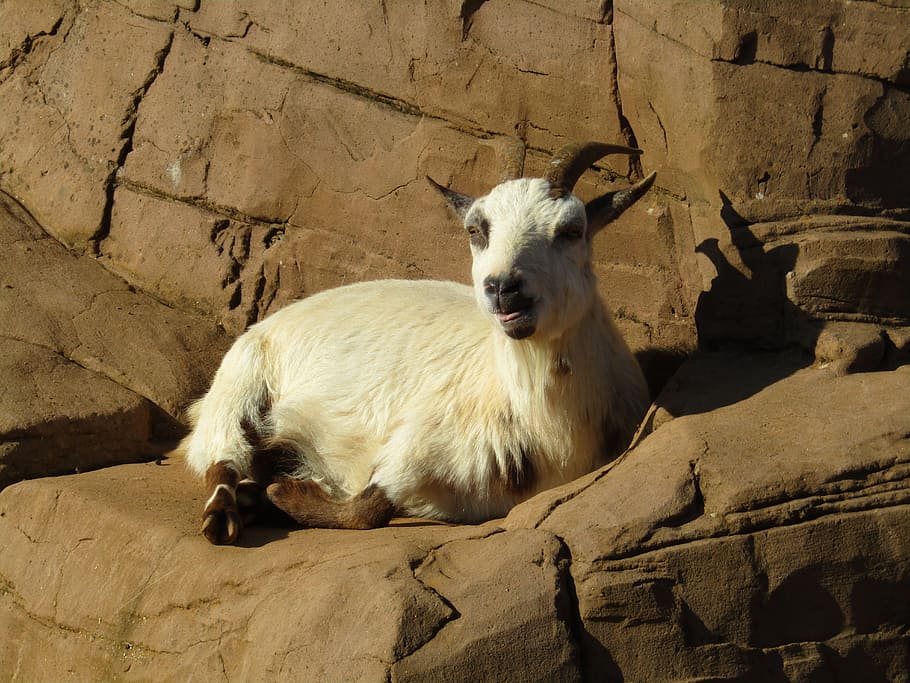 goat, laying down, zoo, mammal, animal, animal themes, vertebrate HD wallpaper