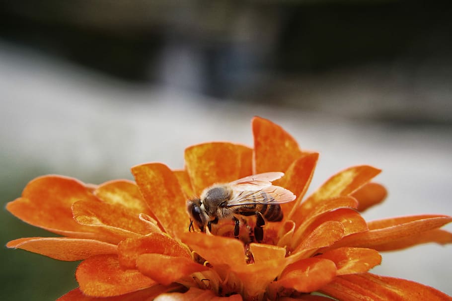 Bee, Pollination, Flowers, Garden, insect, pollen, petals, nature HD wallpaper