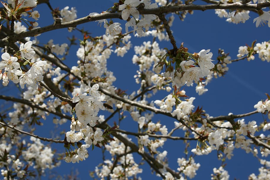 cherry, blossom, bloom, sky, spring, tree, cherry blossom, fruit tree HD wallpaper