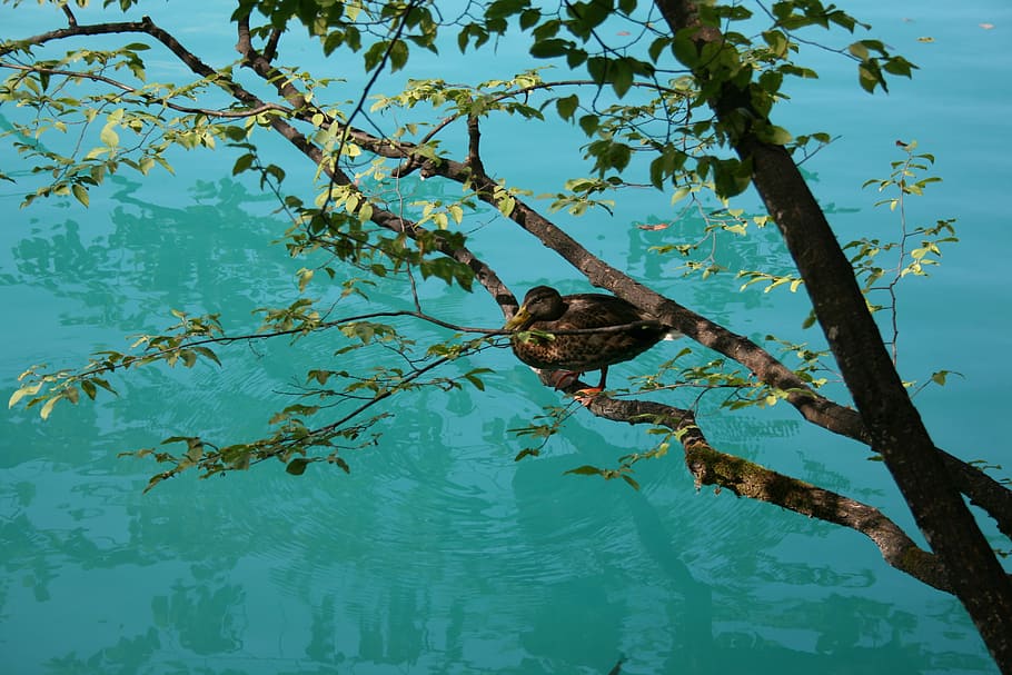 Duck, Tree, Water, Nature, Colorful, waterbird, animal, green HD wallpaper