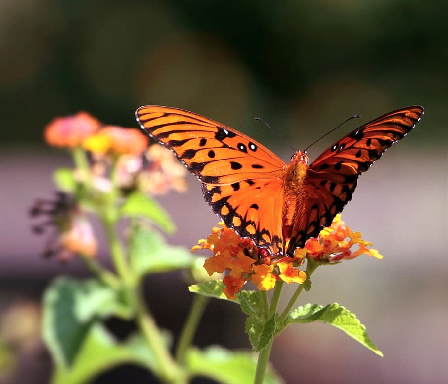 macro photo of gulf fritillary butterfly perched on orange flower HD wallpaper