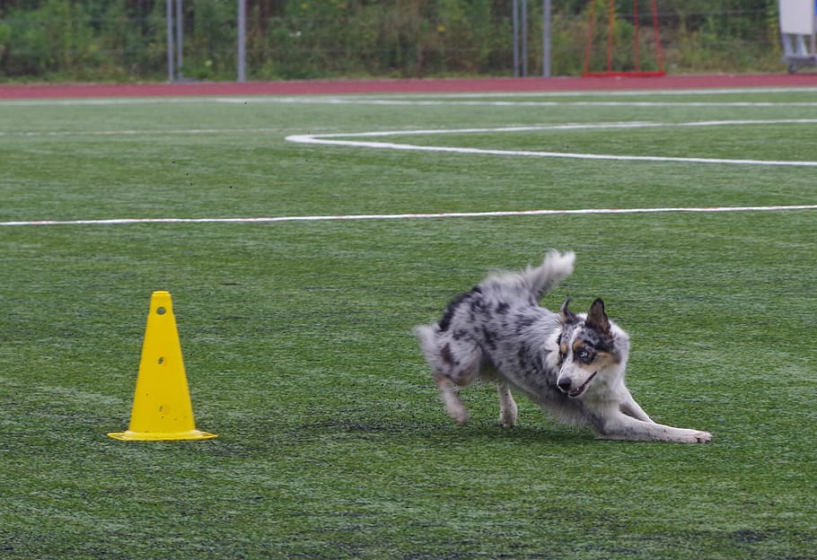 border collie, obedience, competition, running, dog, mammal HD wallpaper