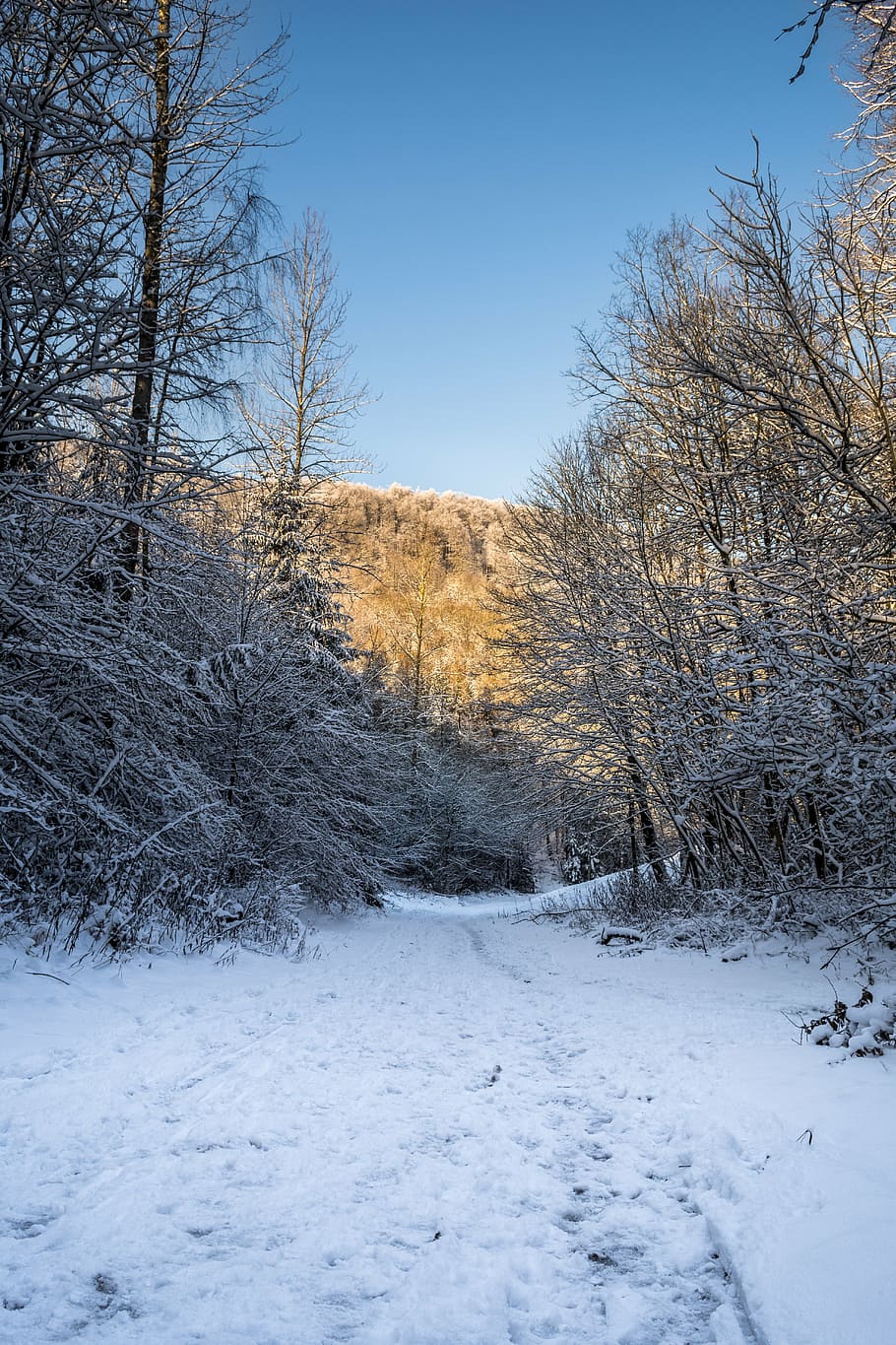 winter, landscape, winter world, wintry, snow, snow landscape HD wallpaper