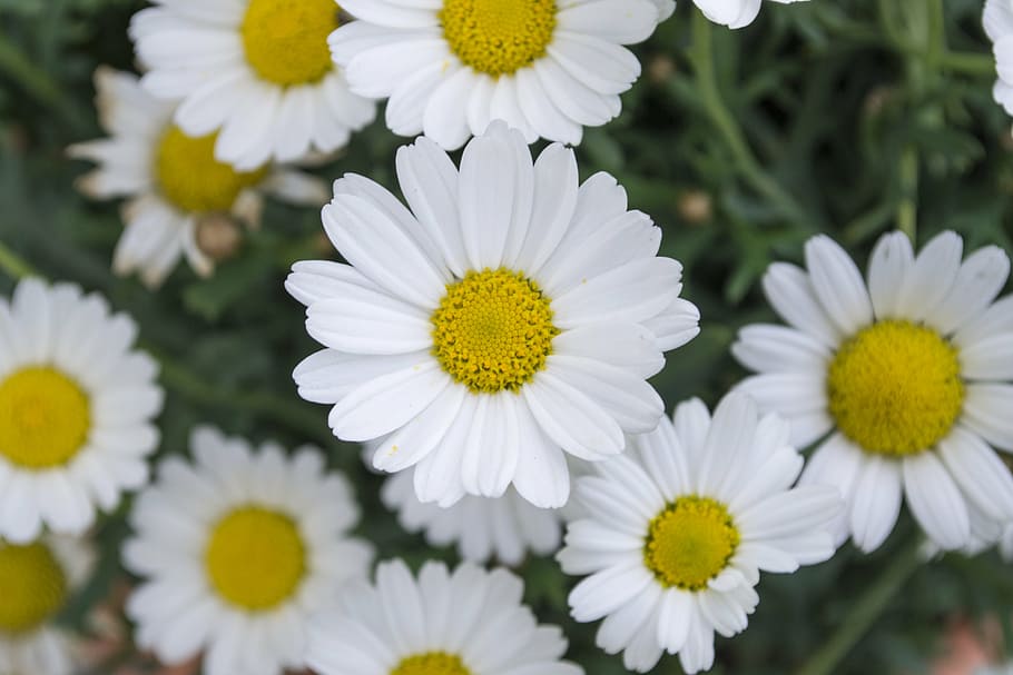 daisy, flower, meadow, green, nature, summer, wild flowers HD wallpaper