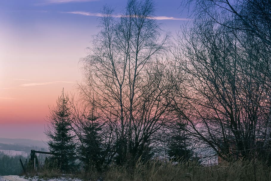 Twilight, Winter, Sunset, Evening, Sky, tree, scenery, the sun HD wallpaper