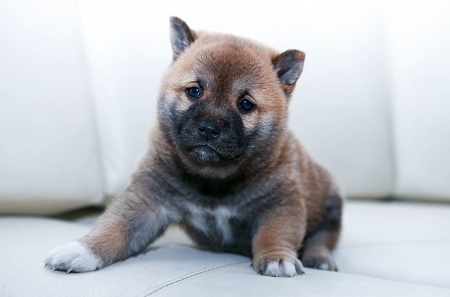 brown and black Akita inu puppy, dog, canine, animal, cute HD wallpaper