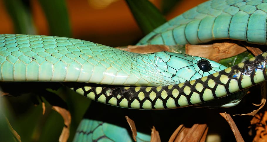 closeup photography of Jameson Mamba, Snake, Toxic, Reptile, Animal, HD wallpaper