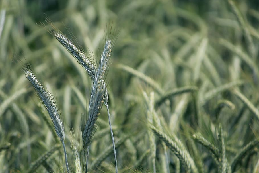 rye, rye field, cereals, grain, food, cornfield, arable, plant HD wallpaper
