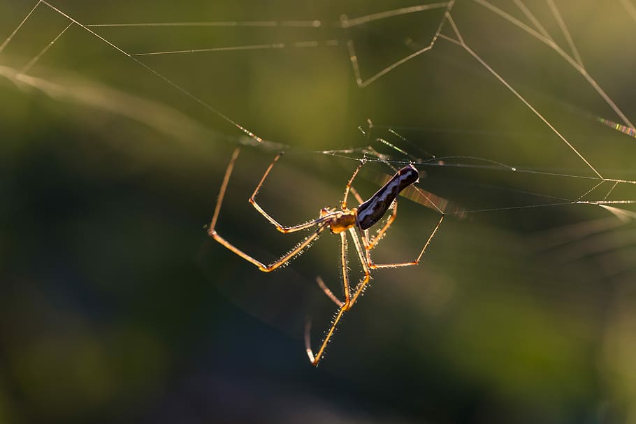 black and yellow Argiope spider, cobweb, cobwebs, network, insect HD wallpaper