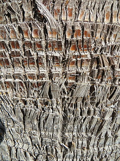 Wood, Palm, Structure, Tribe, Tree, palm tree, braid, plant HD wallpaper