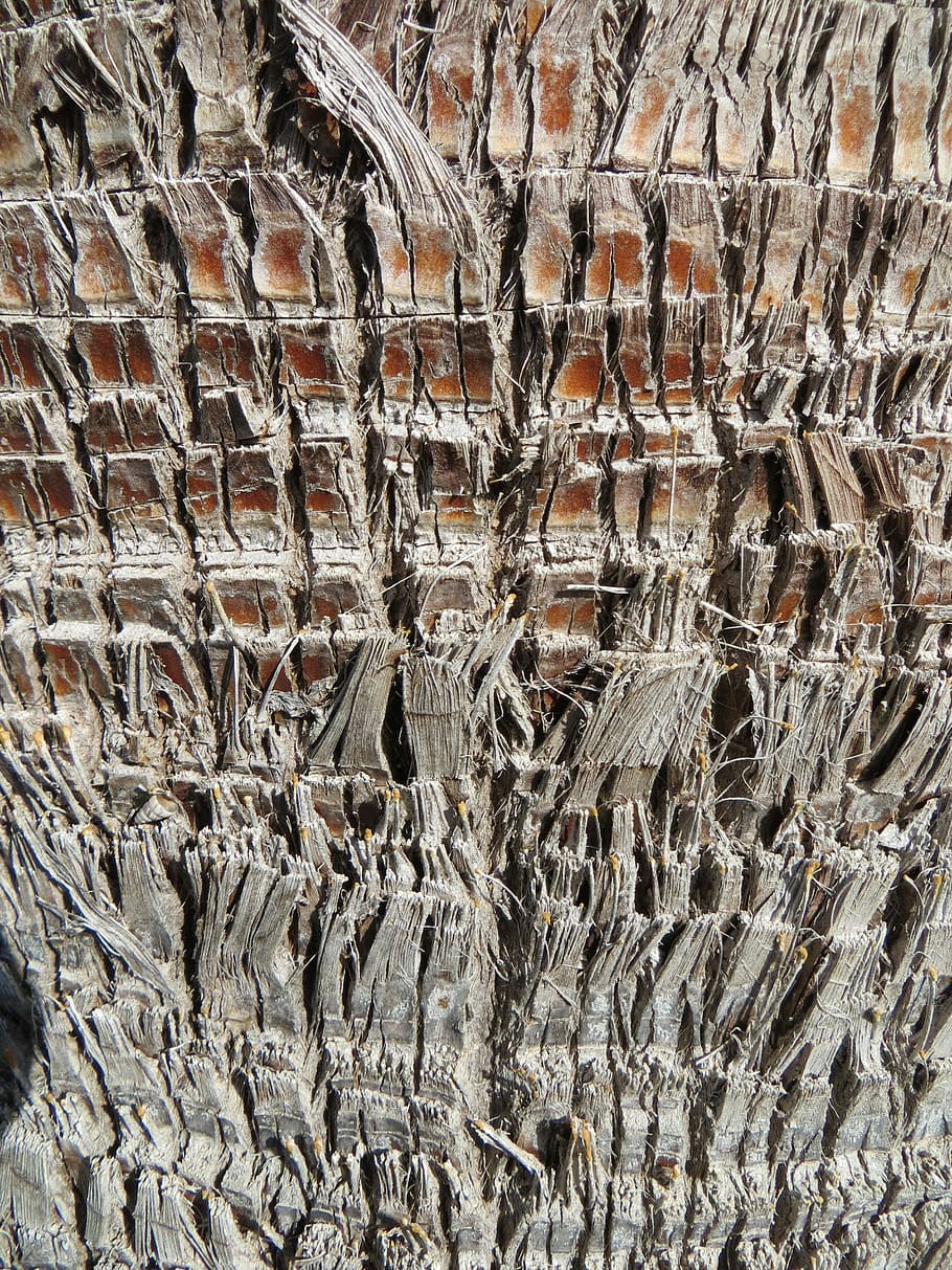 Wood, Palm, Structure, Tribe, Tree, palm tree, braid, plant HD wallpaper