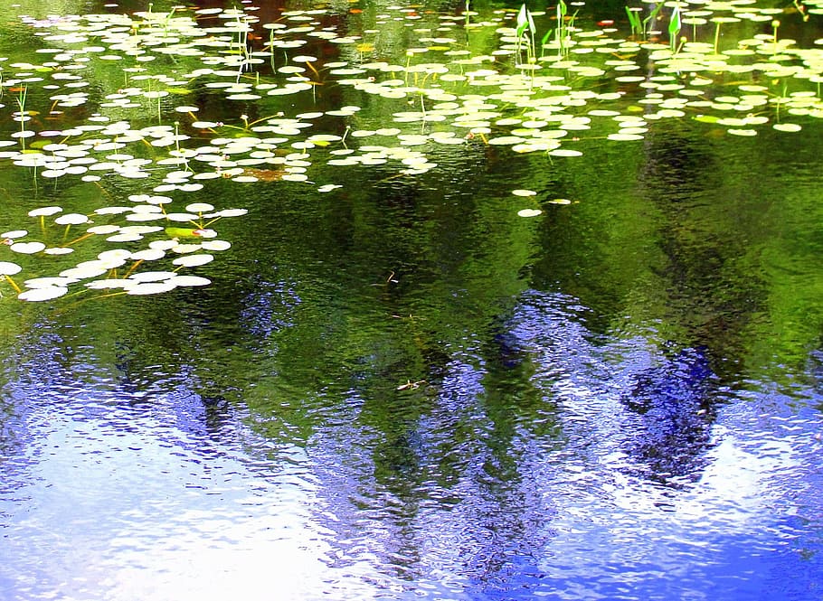 reflection, water, ripples, background, lake, waterfront, vertebrate HD wallpaper