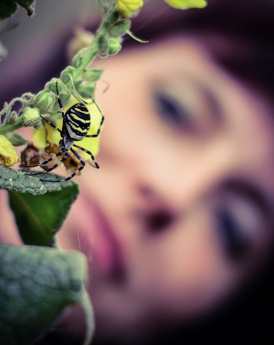 tiger spider, wasp spider, spin, insect, nature, close-up, animal HD wallpaper