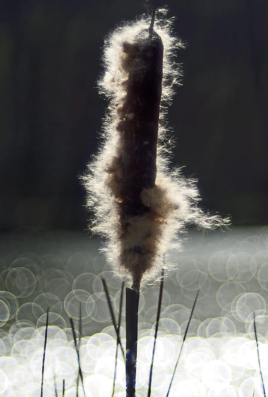 plant, nature, live, no people, softness, close-up, day, focus on foreground HD wallpaper