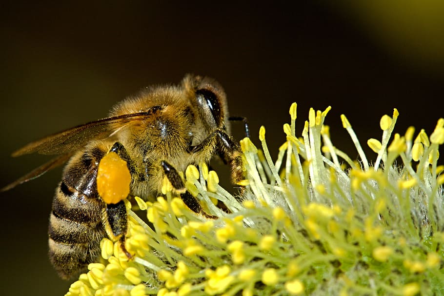micro photography of honey bee perched on flower, bees, pollination